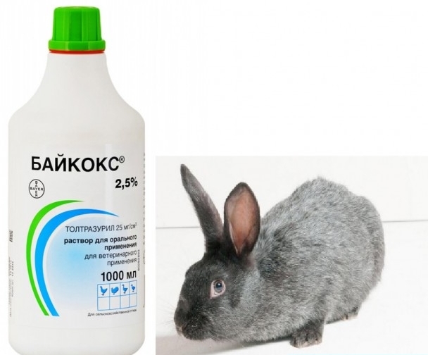  Bikoks for rabbits
