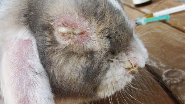  Conejo afectado por mixomatosis.