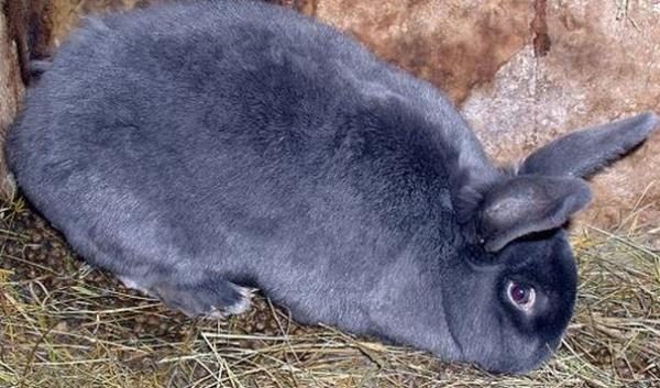  Conejo gris