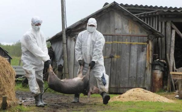  Isolamento di maiali malati con peste africana