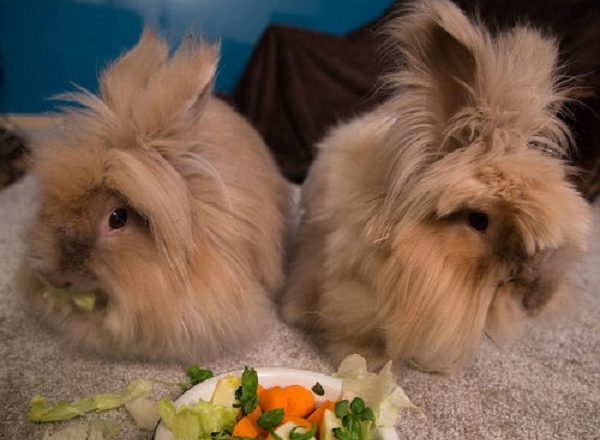  Que alimentar a un conejo