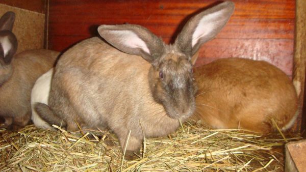  Pregnant rabbit in the pen