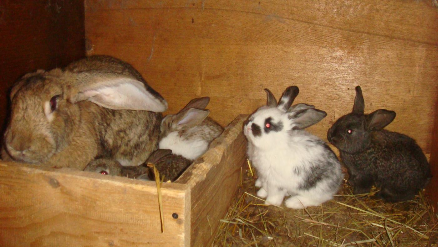  Pregnancy Rabbit