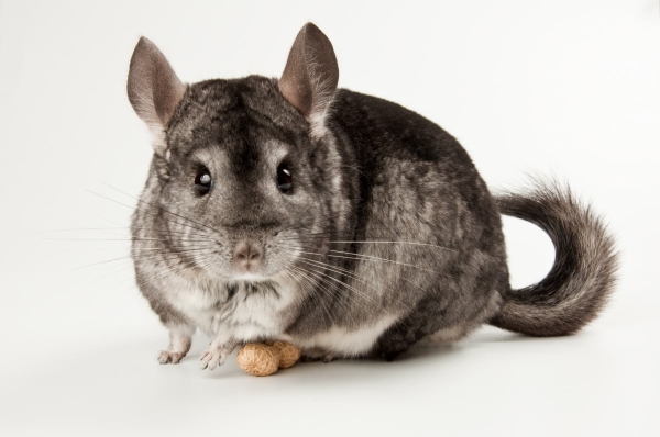  La chinchilla necesita ser alimentada con heno fresco.