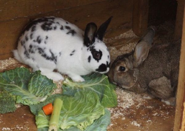  Succulent feed for eating in the countryside