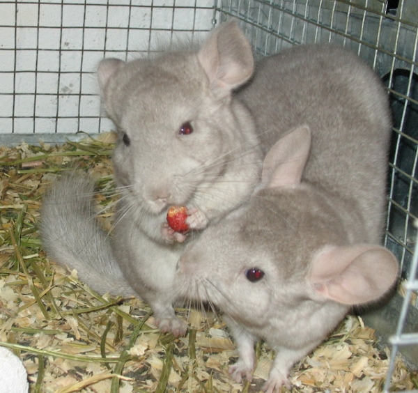  Los alimentos para chinchillas deben ser de alta calidad y frescos.