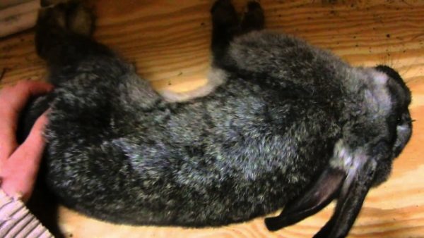  Coccidiosis rabbit