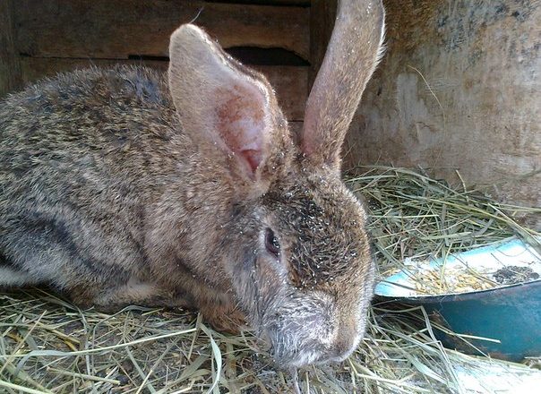  Mixomatosis en conejos