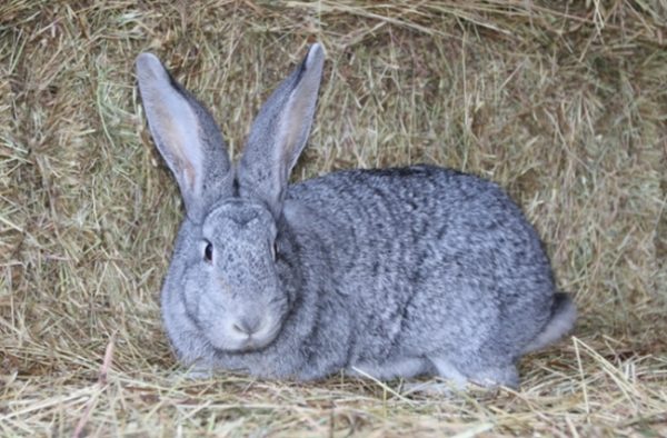  Soviet rabbit breed