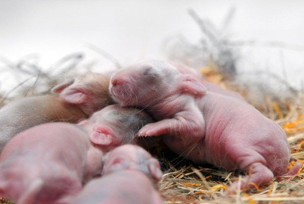  Newborn baby rabbits