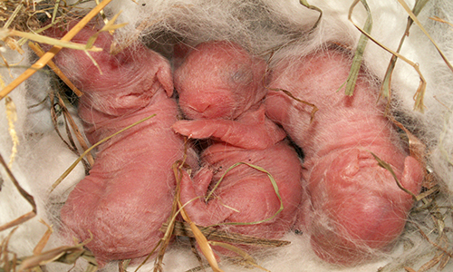  Just born baby rabbits