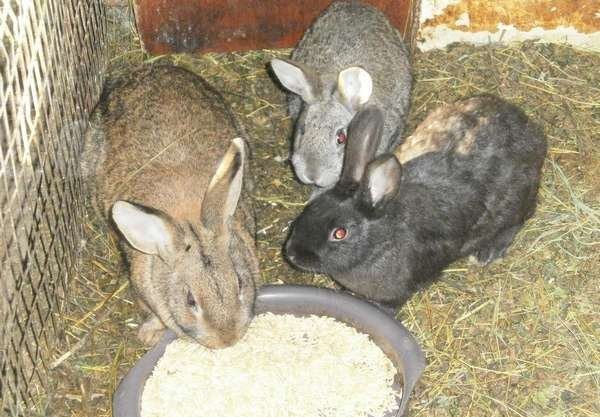  Los conejos comen grano