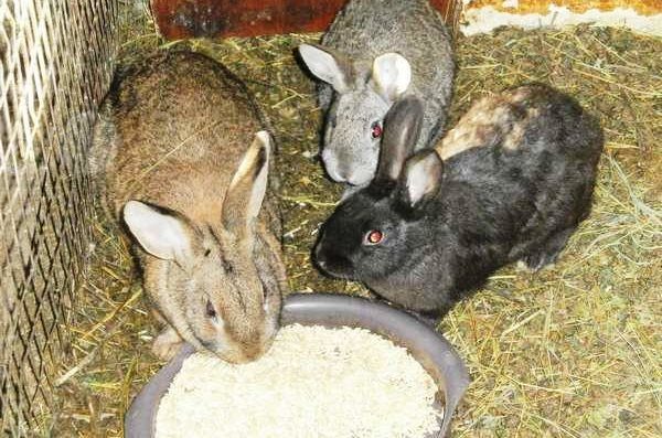  Winter feeding rabbits in the pen