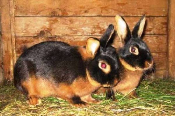 Black Brown Rabbits
