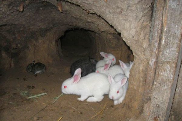  Little rabbits in the pit