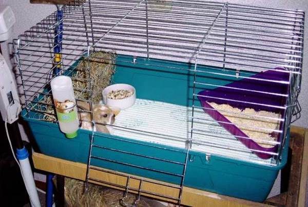  rabbit cage