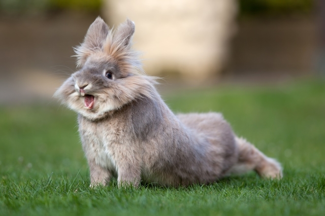  Rhinitis in rabbits: symptoms, treatment and prevention
