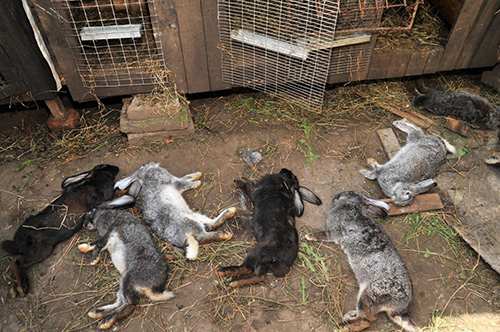  Patients with coccidiosis rabbits