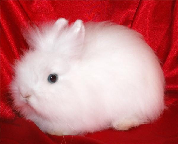  Conejo enano de angora