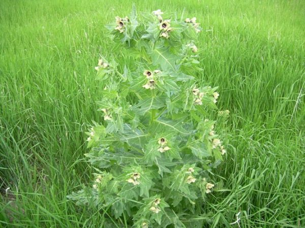  Hierbas toxicas de henbane