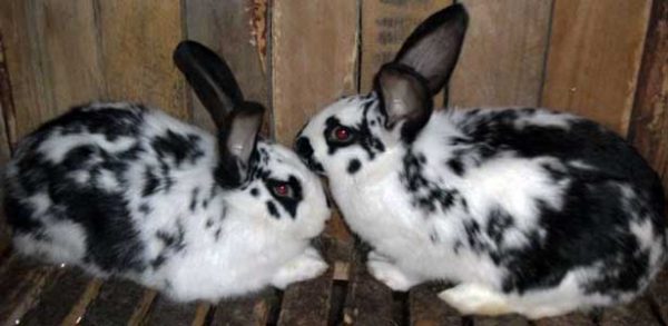  Butterfly Rabbit Breed