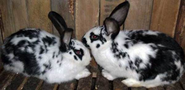  Butterfly Rabbit Breed