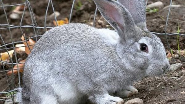  Gray rabbit at the wall of the pen