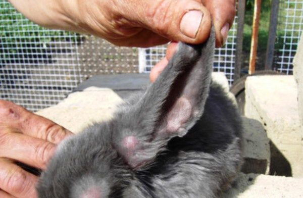  The ears of a rabbit with myxomatosis