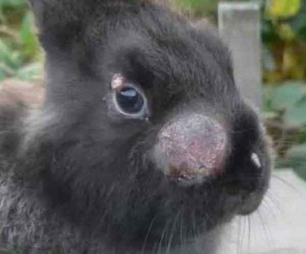  Enfermedad hemorrágica viral de conejos.
