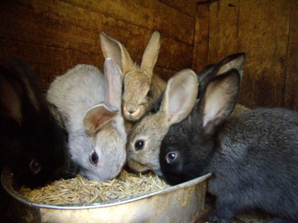  Organization of the process of feeding rabbits