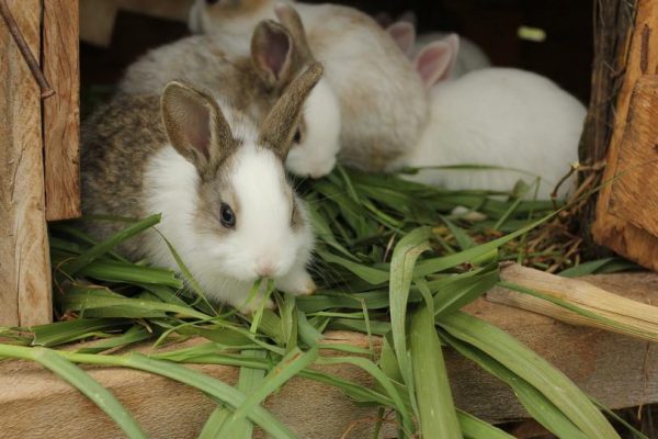  Rabbits eating green food.