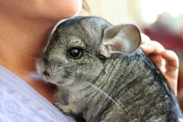  Chinchilla en casa