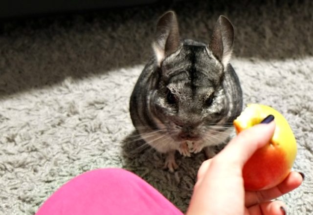  Cómo y qué alimentar a las chinchillas en casa.