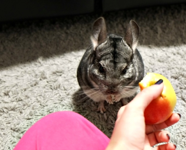  Cómo y qué alimentar a las chinchillas en casa.