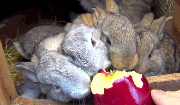  Rabbits eating apples