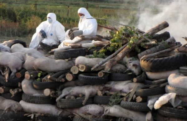  Bruciando i cadaveri dei maiali