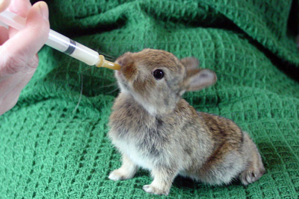  Treatment of infections in rabbit youngs Trisulfone