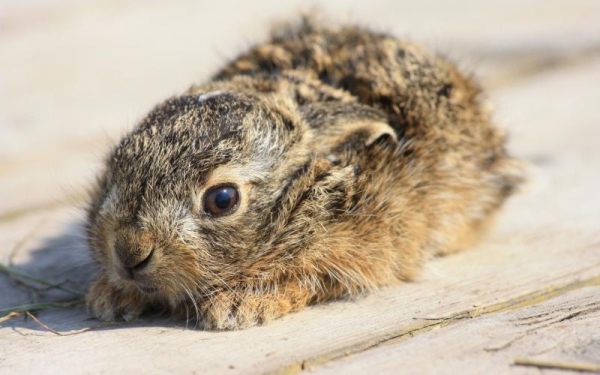  Trisulfon is used to treat infections and viruses in rabbits.