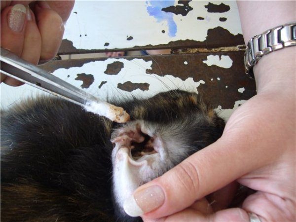  Rabbit ear treatment