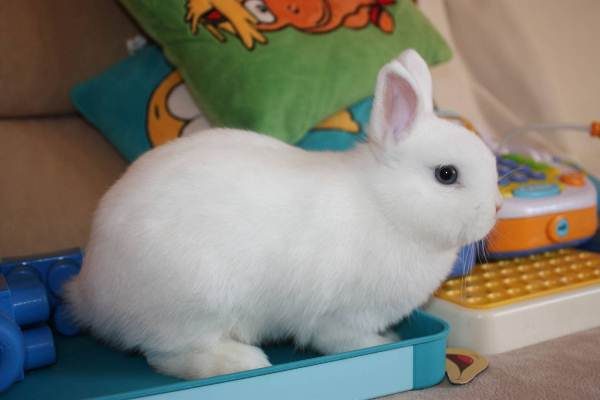  Conejo hermelin