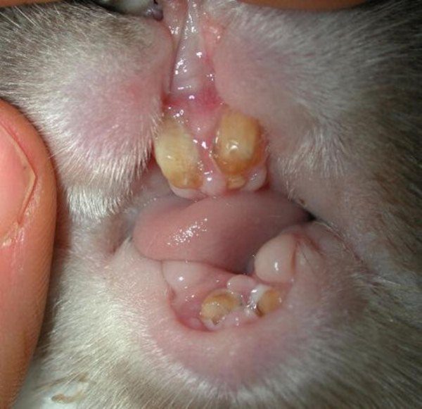  The rabbit has a white color on his tongue