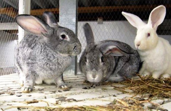  Adult rabbits in the pen