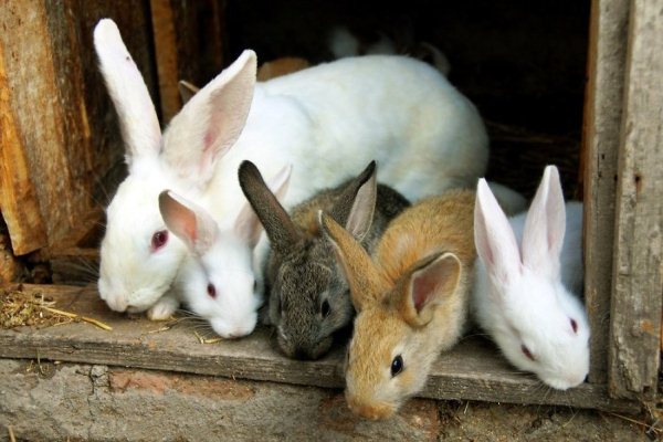  Rabbits