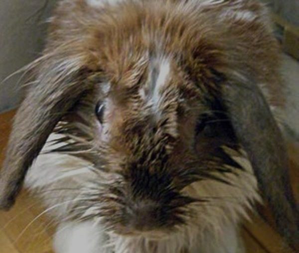  The rabbit has a wet face