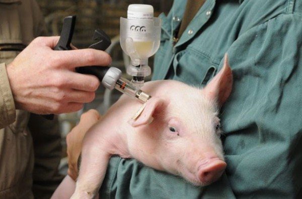  Vaccinazione ASF