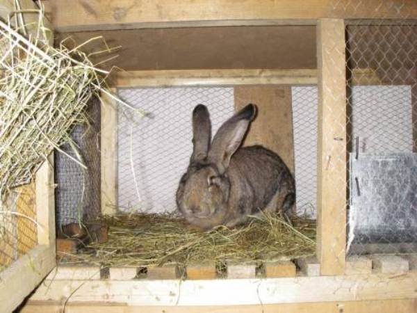  Rabbit in a cage