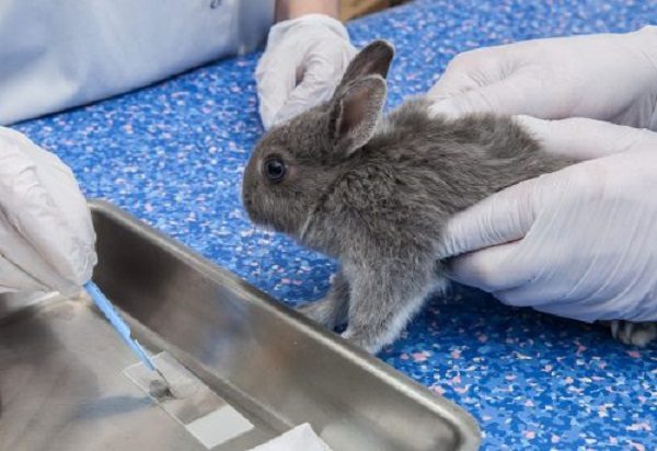  Preventive measures for the treatment of coccidiosis