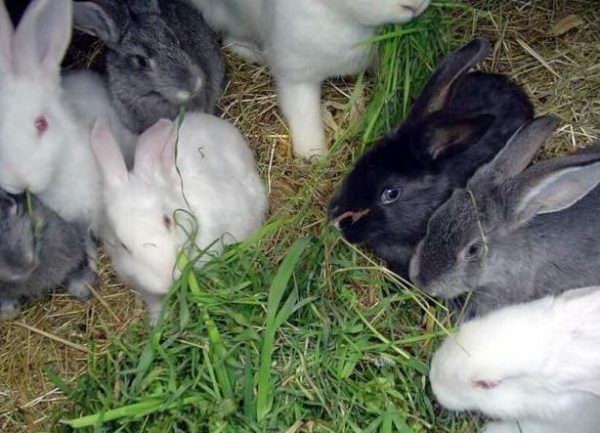  Rabbit feed
