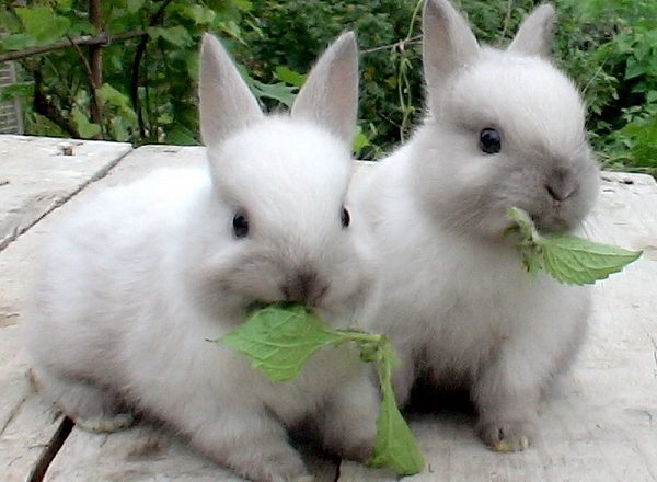  Que alimentar a los conejos.
