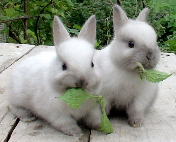  What to feed rabbits